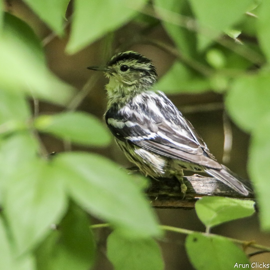 Black-and-white Warbler - ML636769668