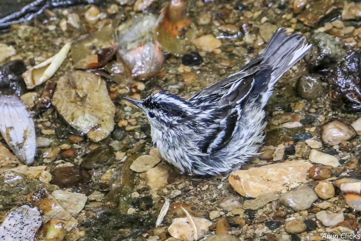Black-and-white Warbler - ML636769671