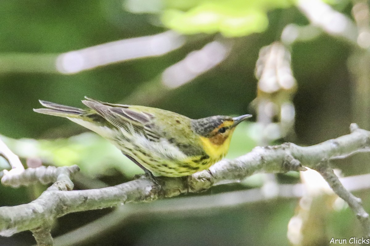 Cape May Warbler - ML636769681