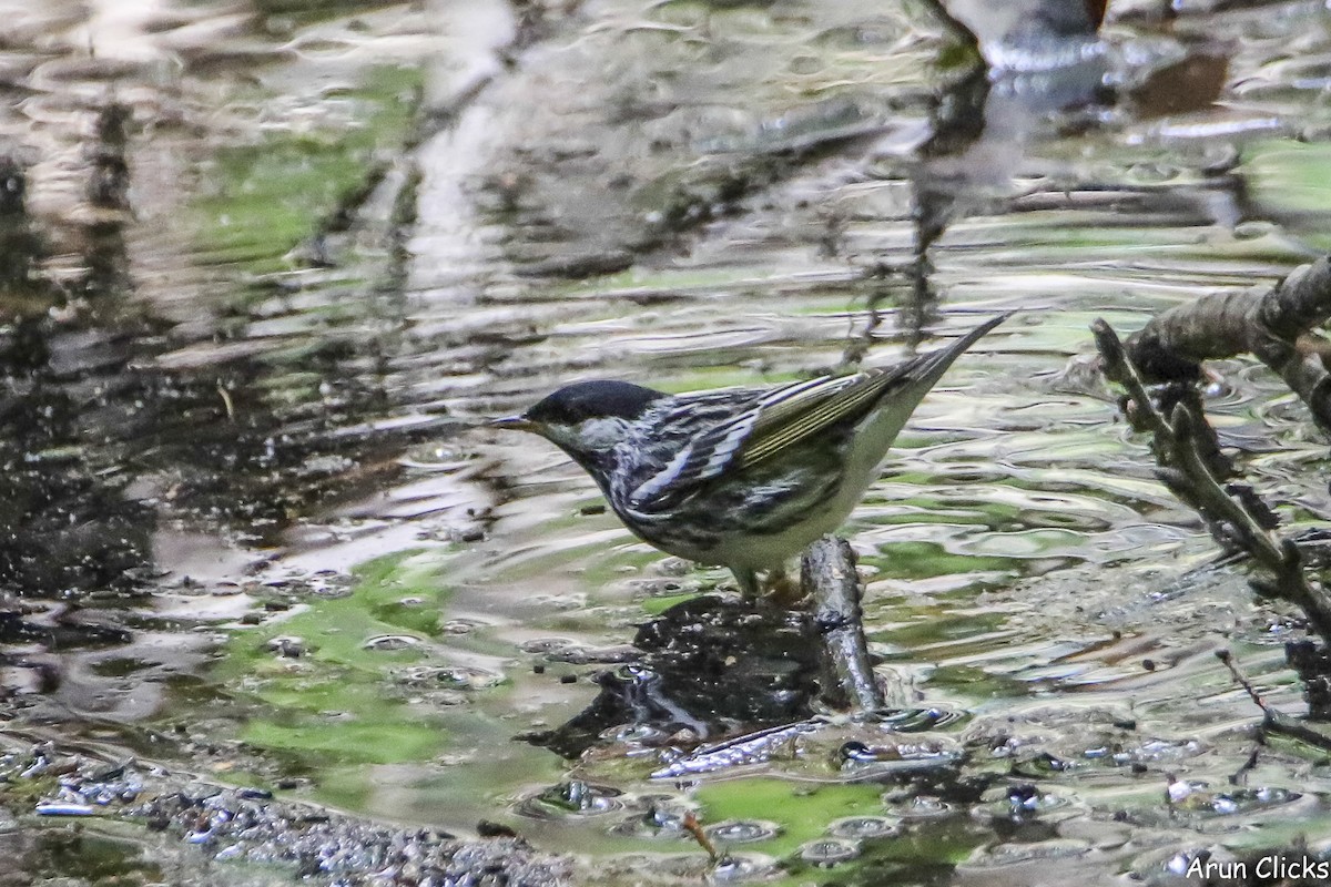Blackpoll Warbler - ML636769690