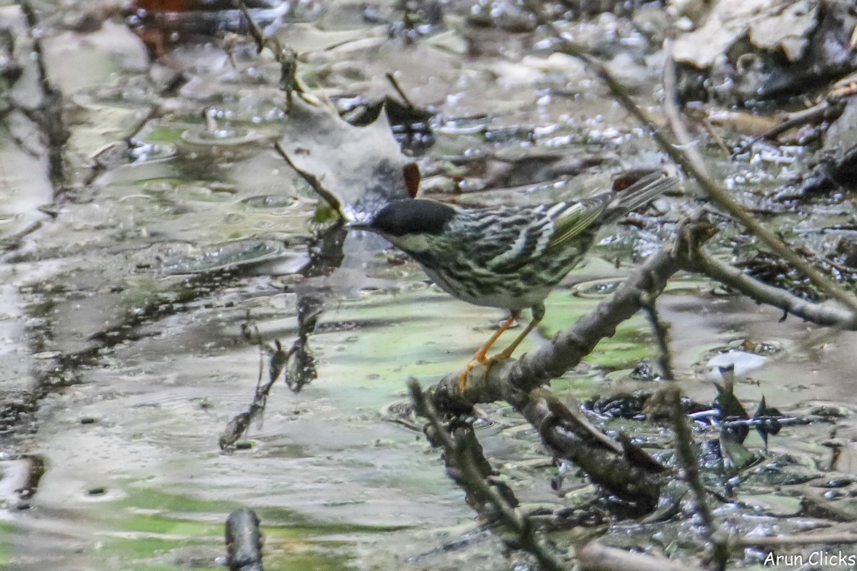 Blackpoll Warbler - ML636769691