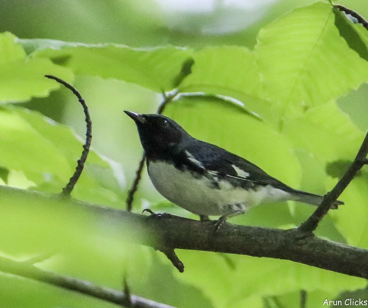 Black-throated Blue Warbler - ML636769720