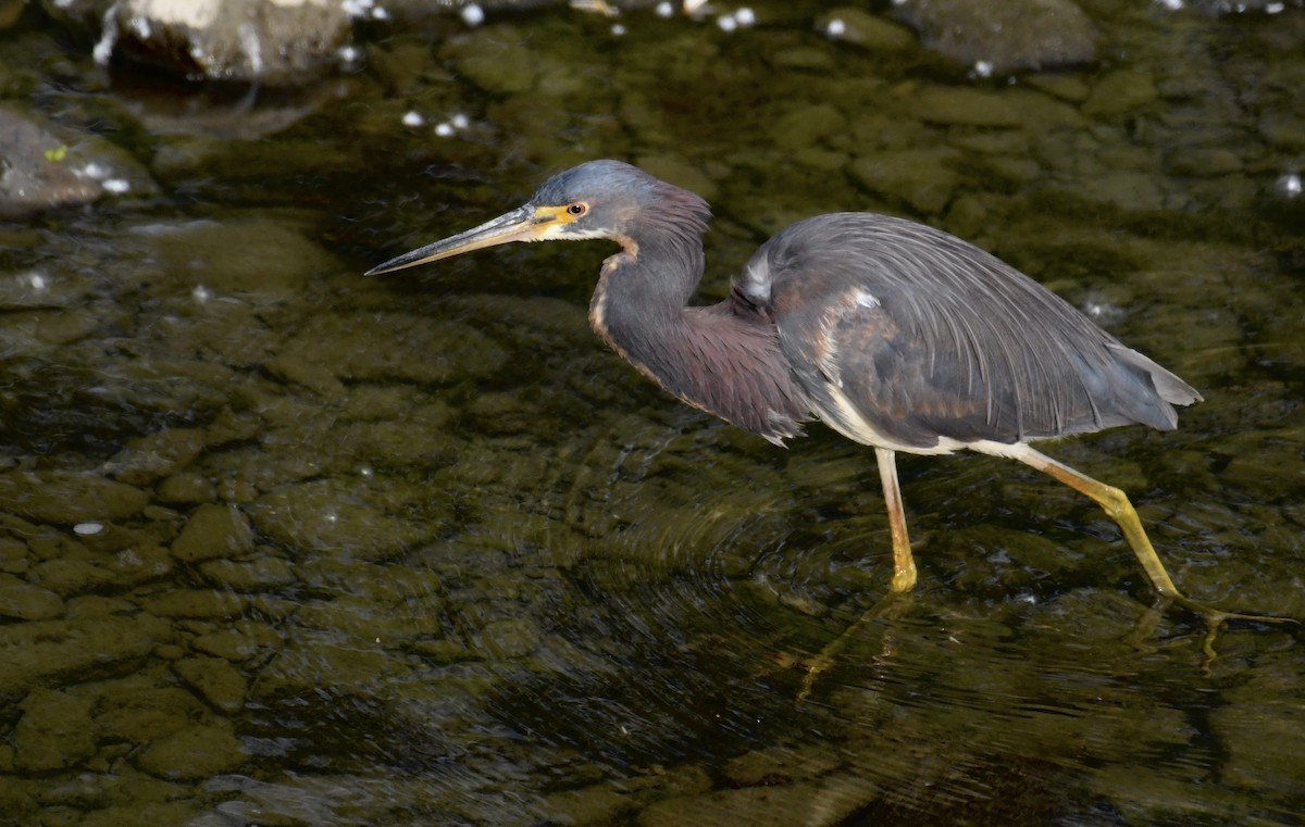Tricolored Heron - ML636769728