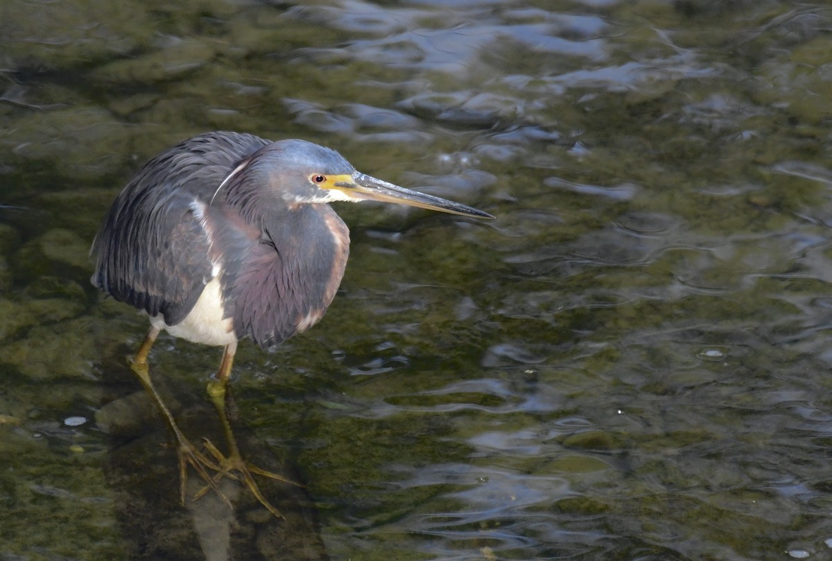 Tricolored Heron - ML636769729