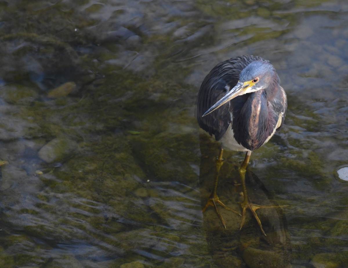 Tricolored Heron - ML636769730