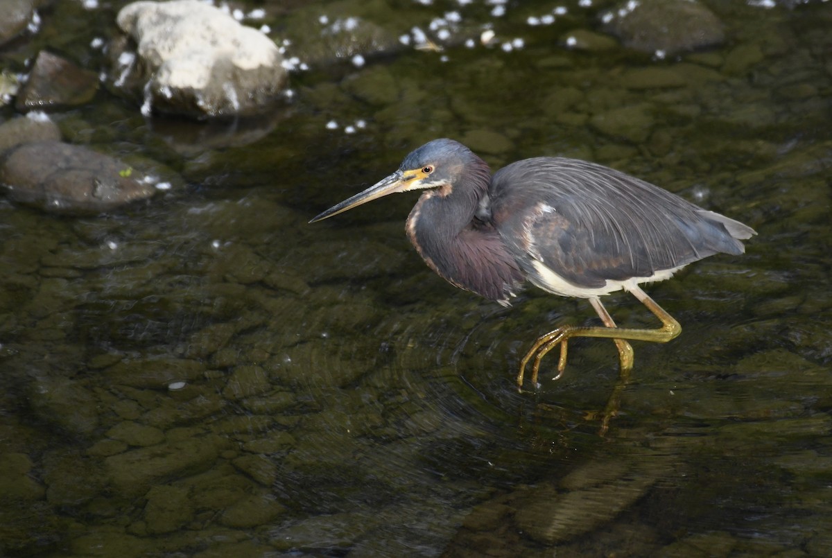 Tricolored Heron - ML636769731