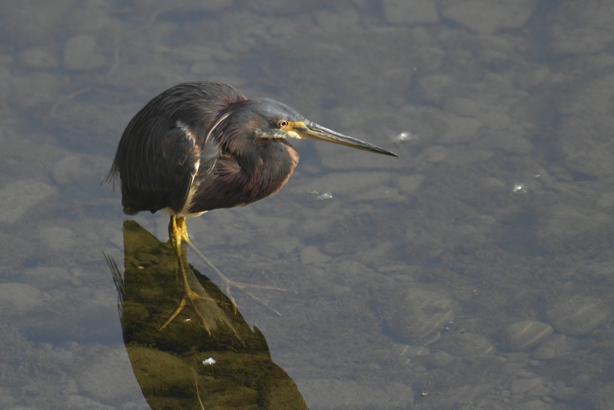 Tricolored Heron - ML636769732