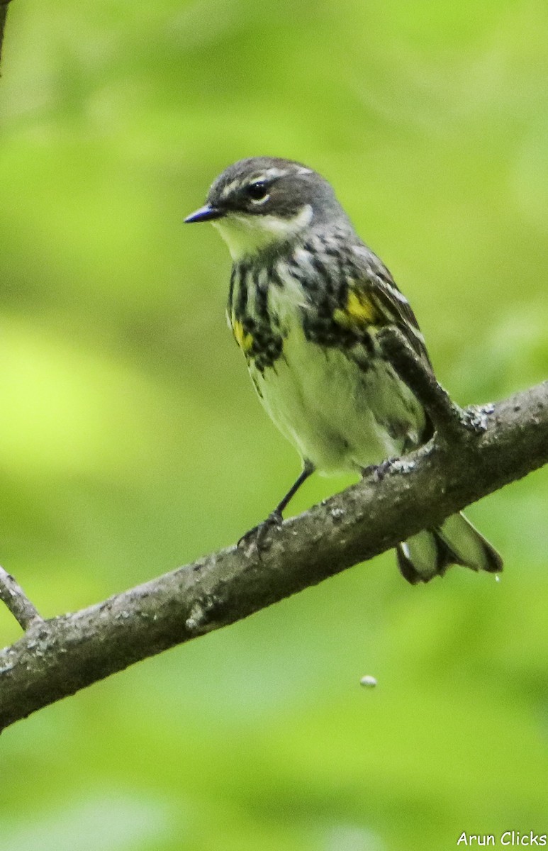 Yellow-rumped Warbler - ML636769744