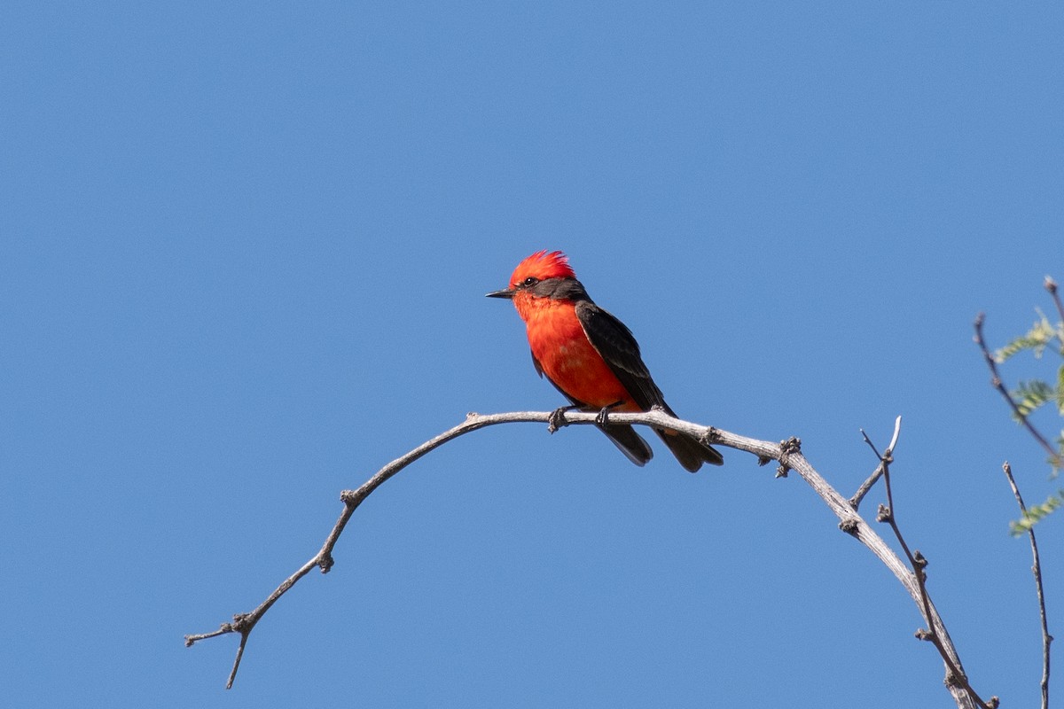 Vermilion Flycatcher - ML636769745