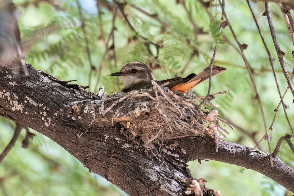 Vermilion Flycatcher - ML636769747