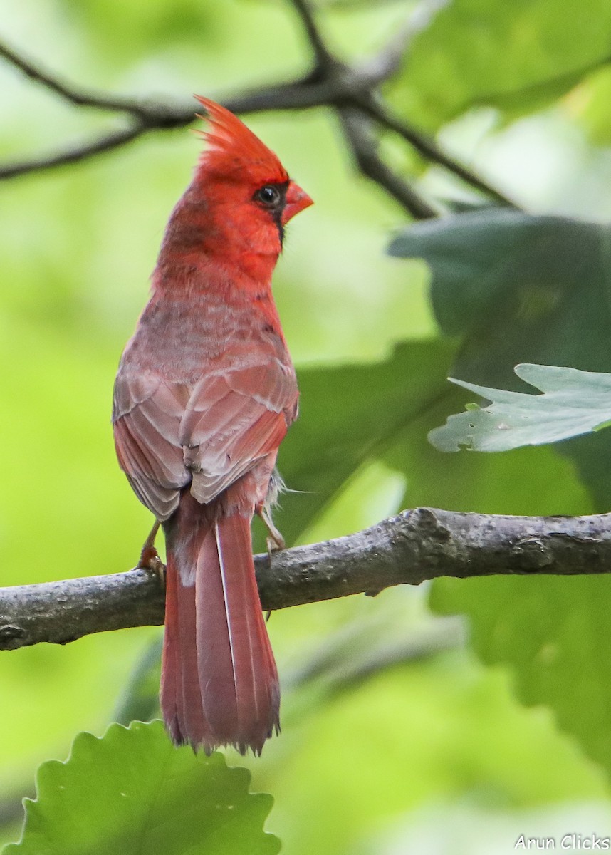 Northern Cardinal - ML636769753