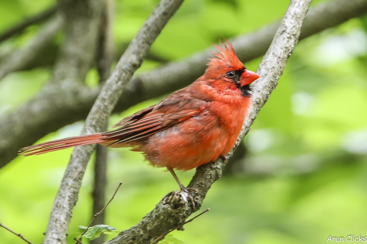 Northern Cardinal - ML636769754