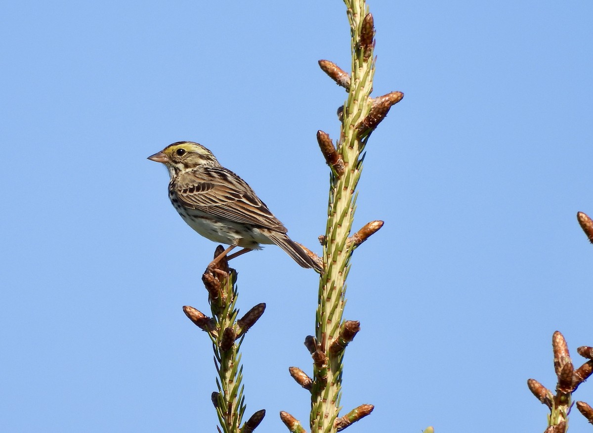 Savannah Sparrow - ML636769838