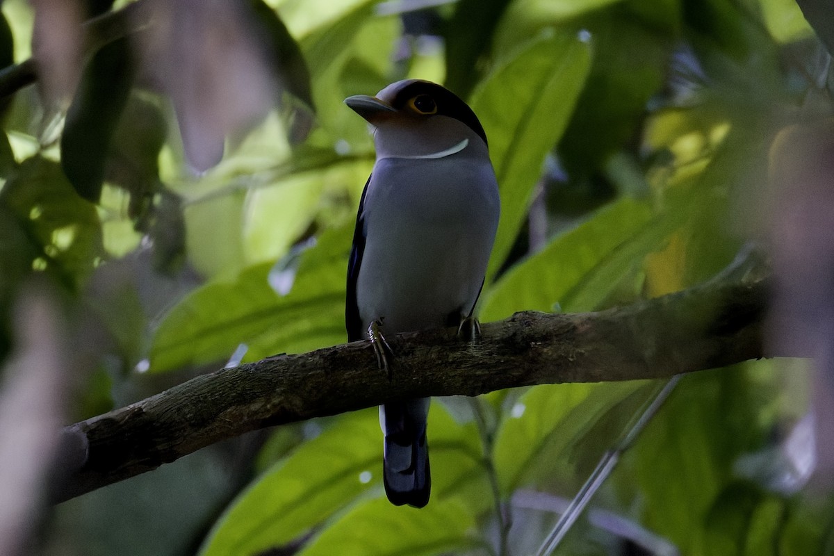 Silver-breasted Broadbill - ML636769841
