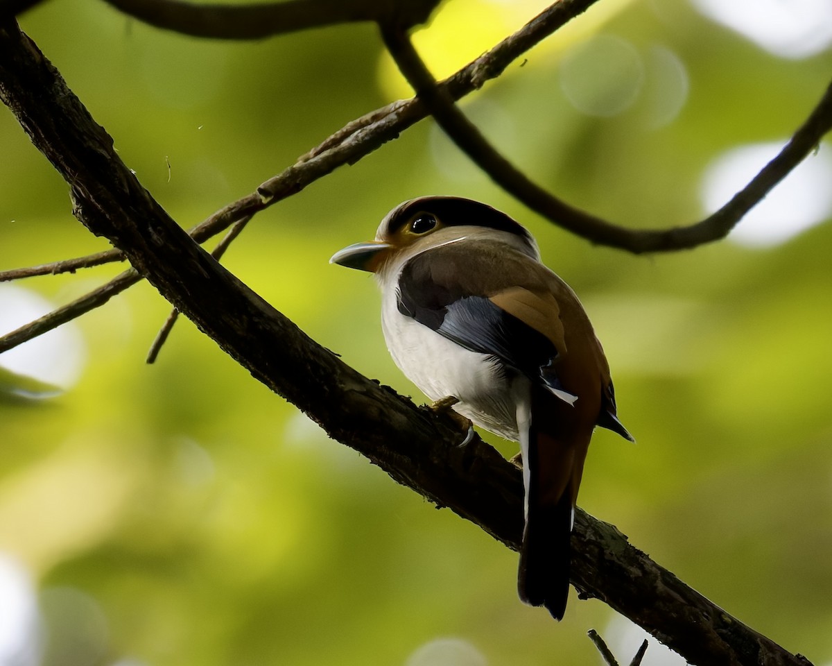 Silver-breasted Broadbill - ML636769843