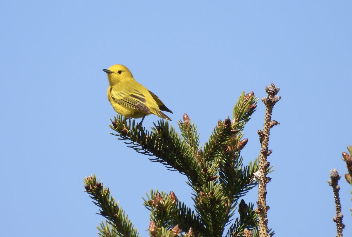 Yellow Warbler - ML636769861