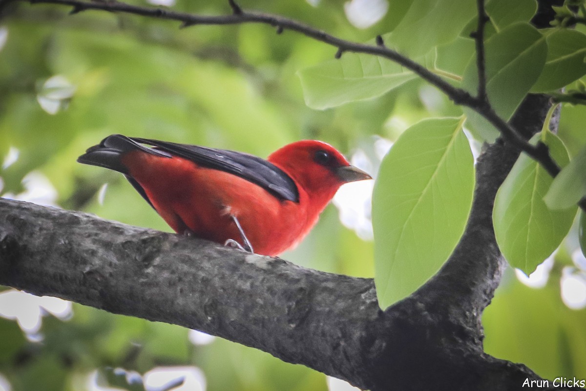 Scarlet Tanager - ML636769884