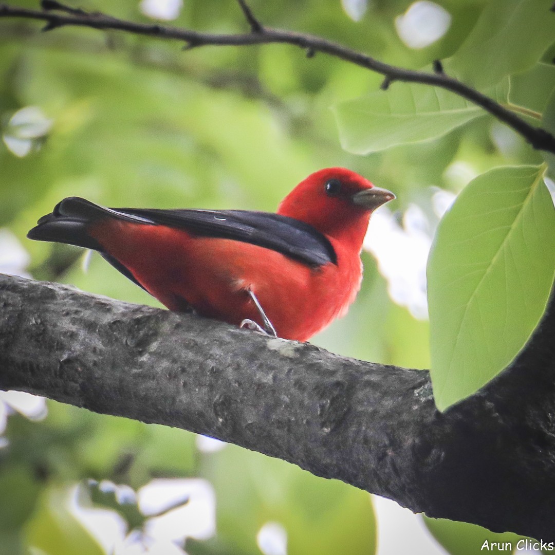 Scarlet Tanager - ML636769885