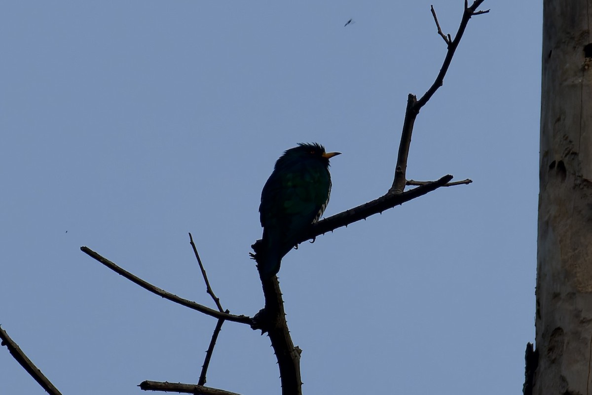Asian Emerald Cuckoo - ML636769888