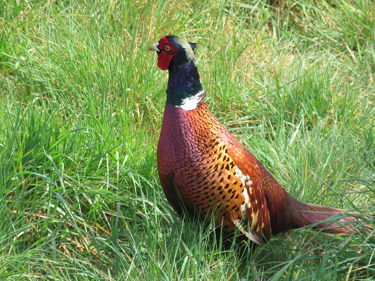 Jagdfasan - ML636769890