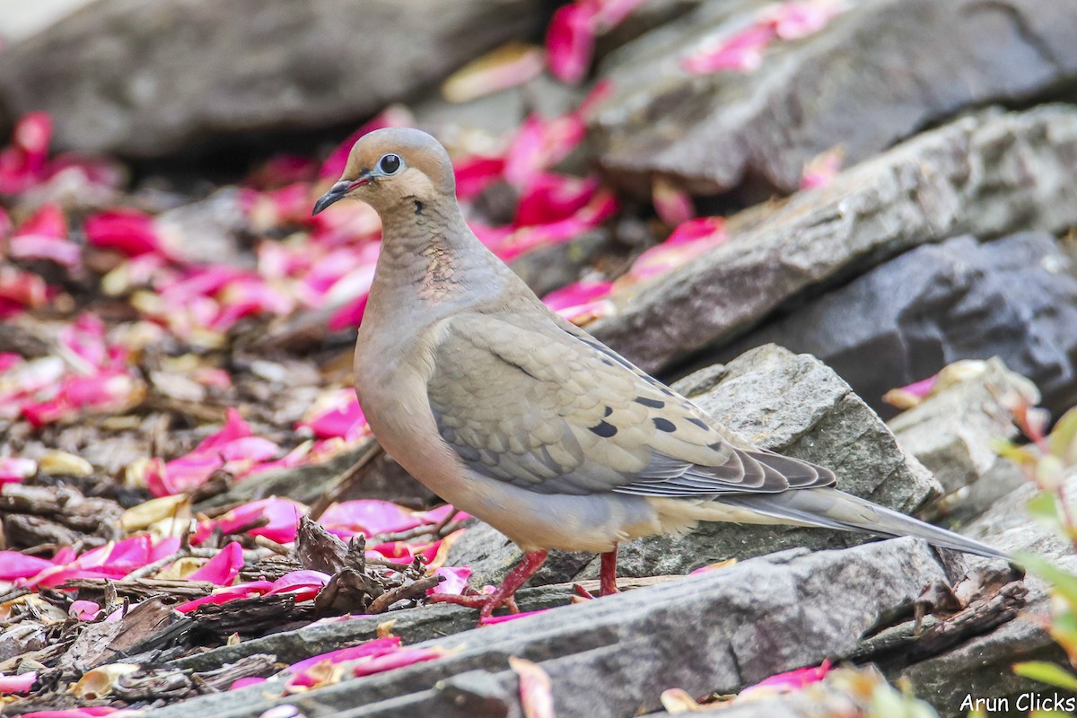 Mourning Dove - ML636769896