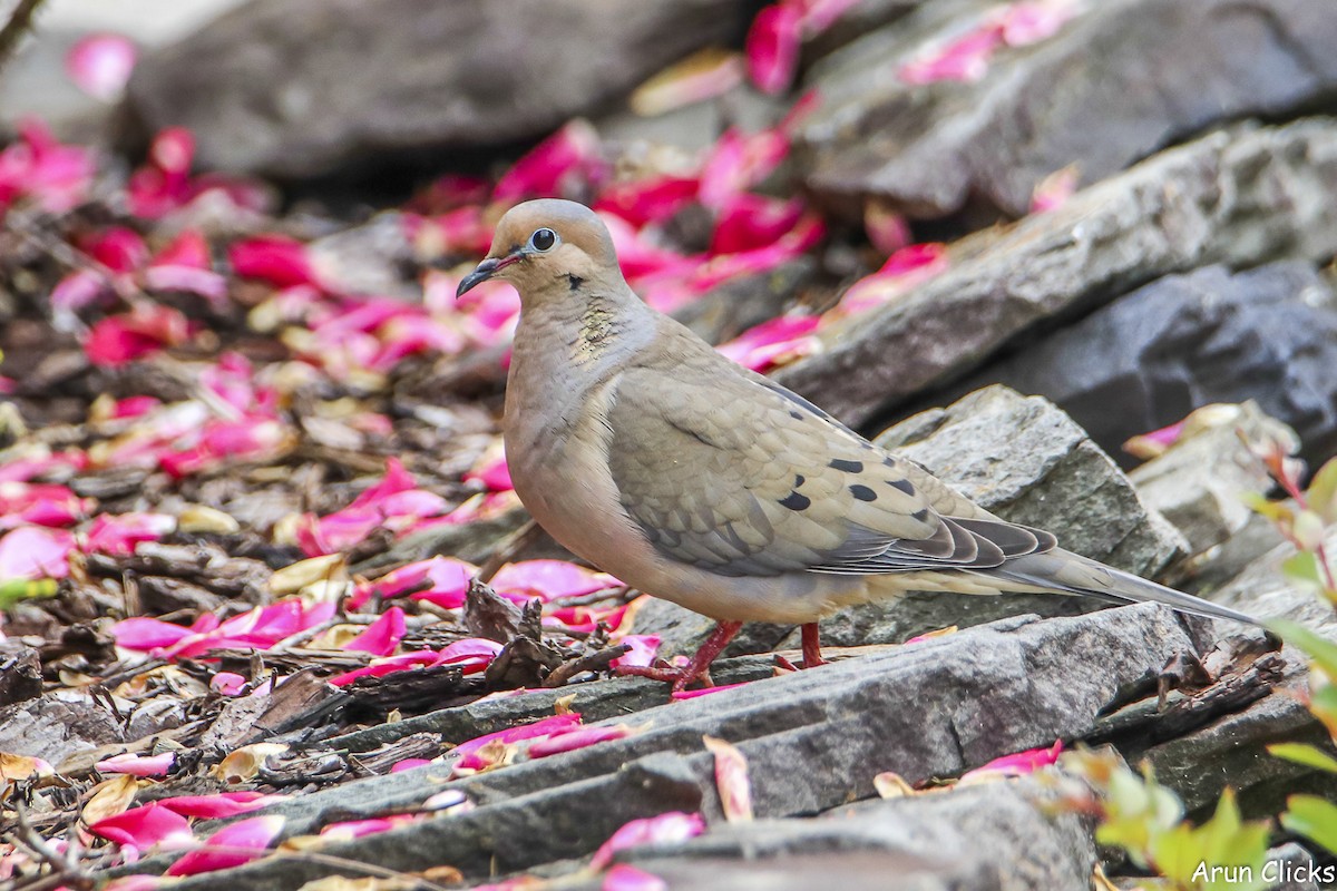 Mourning Dove - ML636769897