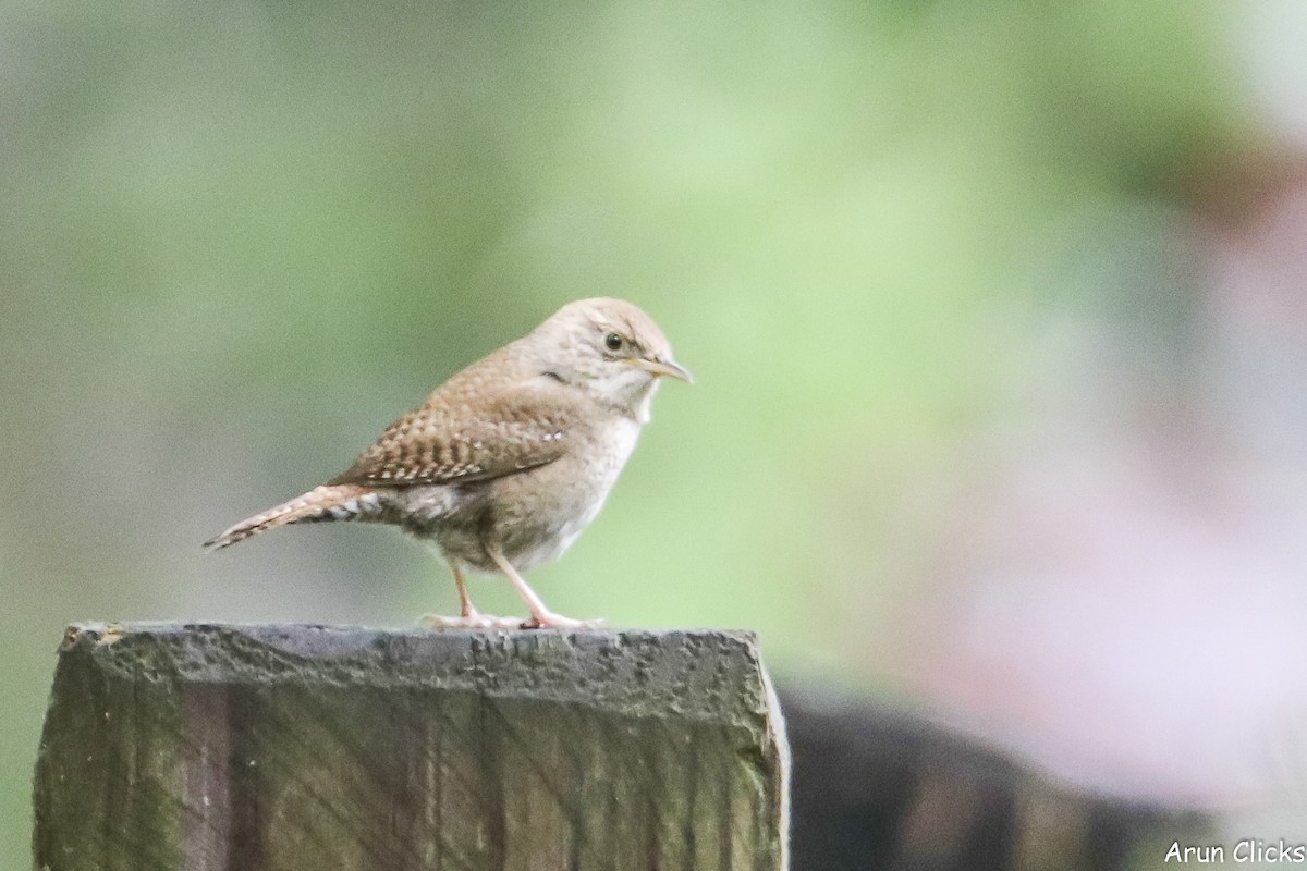 Northern House Wren - ML636769910
