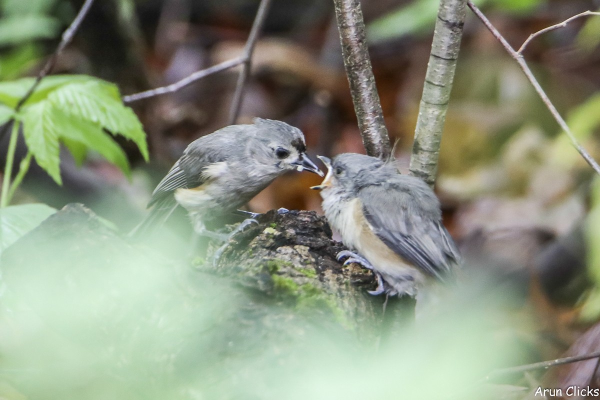 Tufted Titmouse - ML636769928