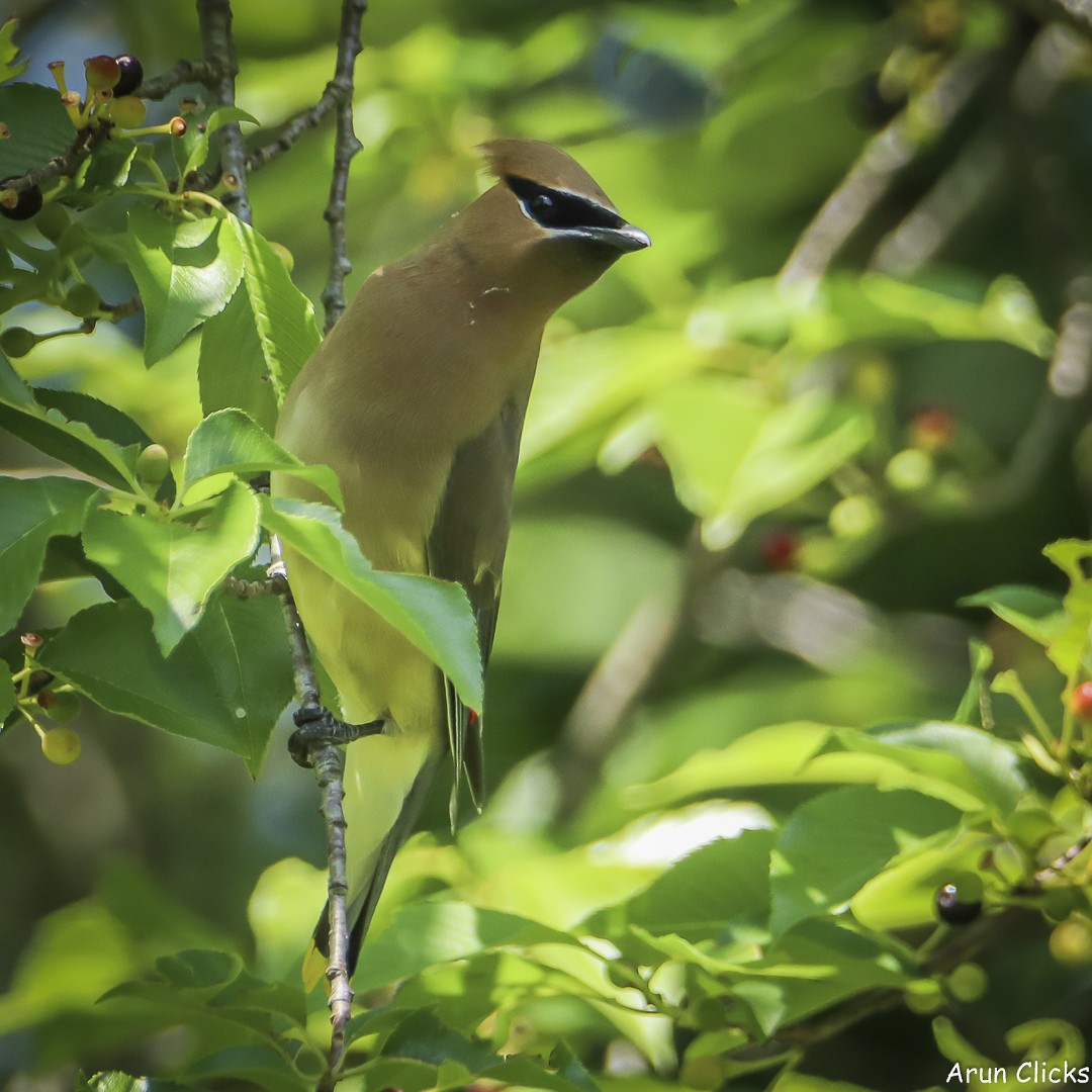 Cedar Waxwing - ML636769969
