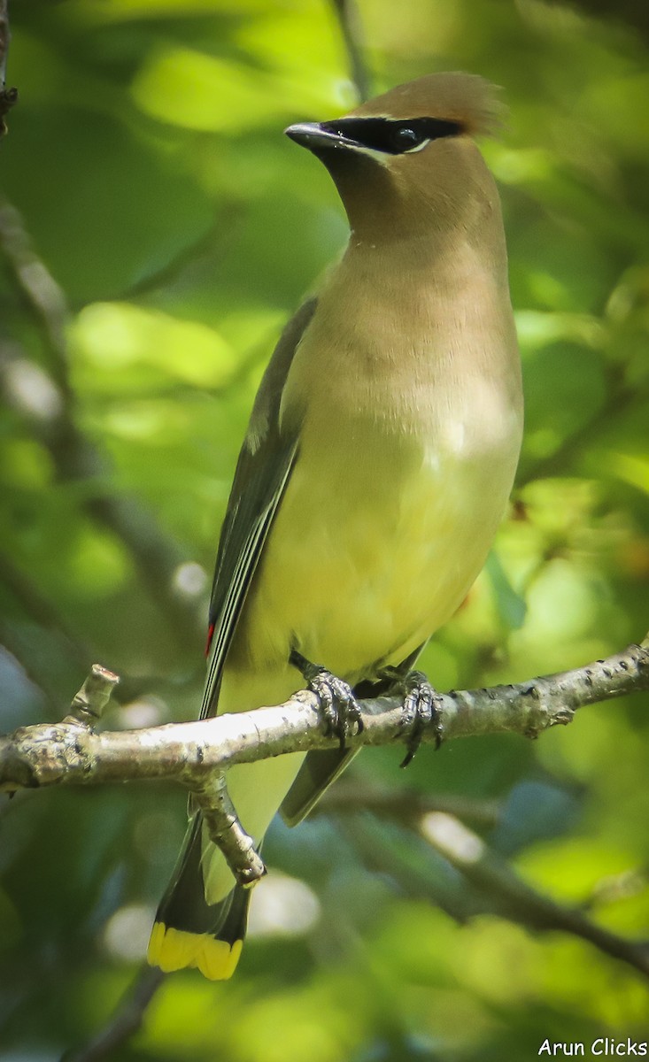Cedar Waxwing - ML636769970