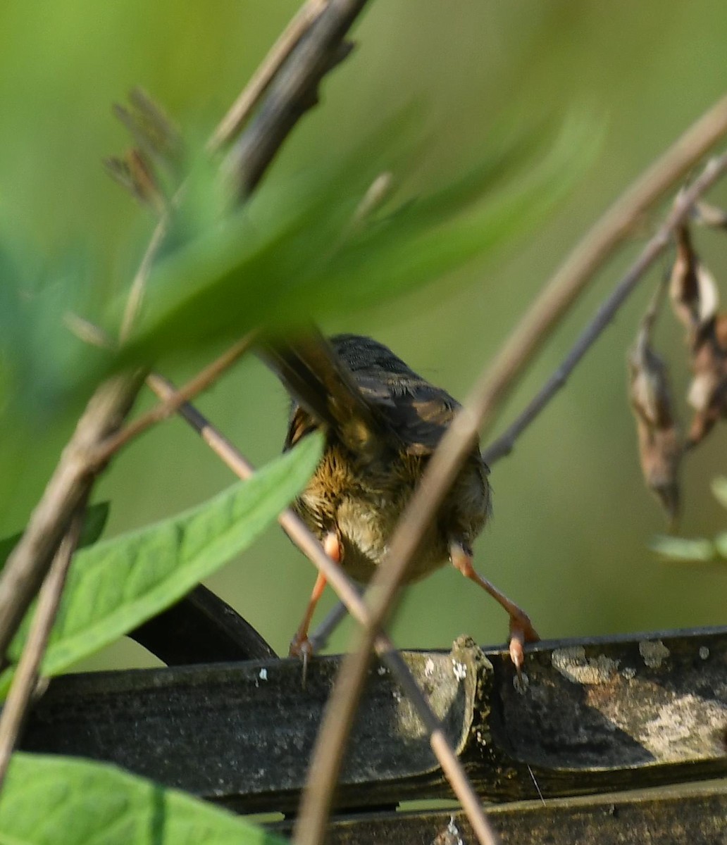 Black-throated Prinia - ML636769975