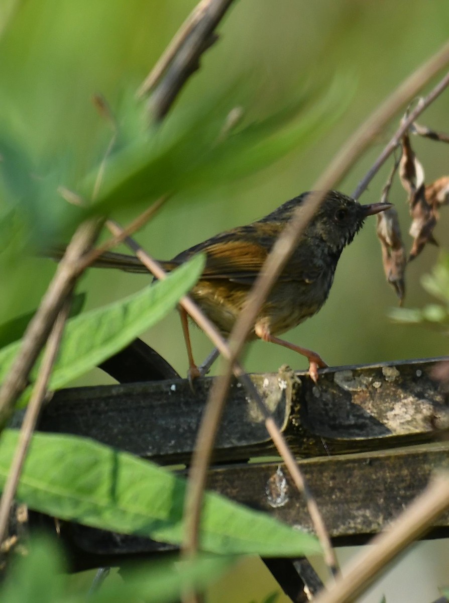 Black-throated Prinia - ML636769976