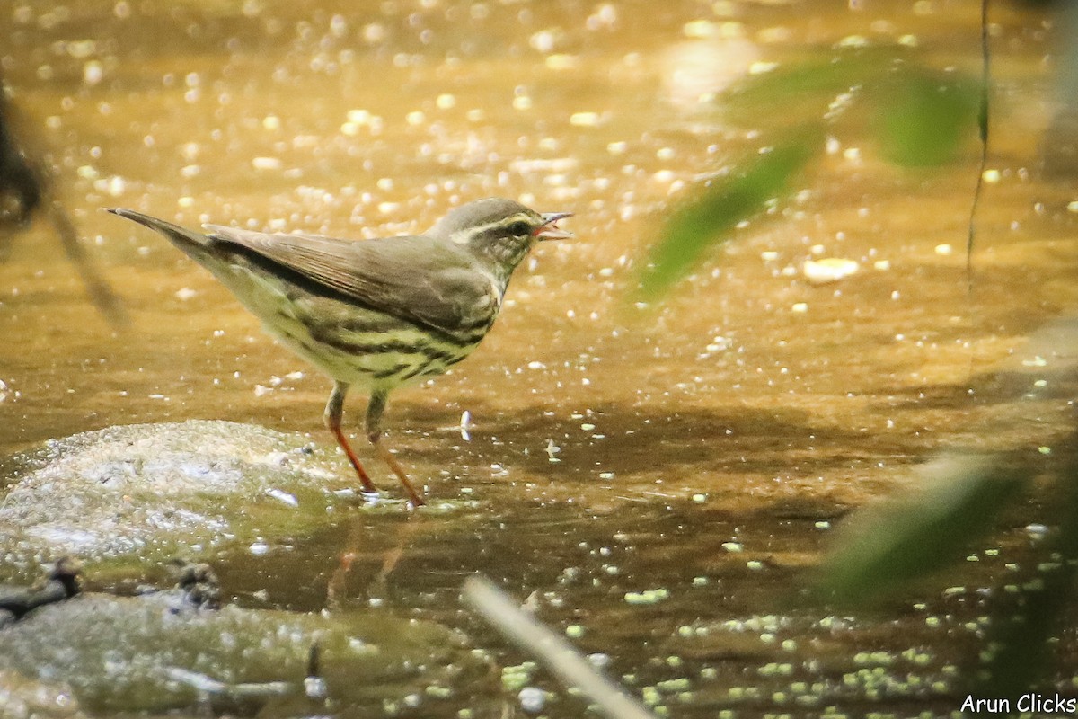 Northern Waterthrush - ML636769977