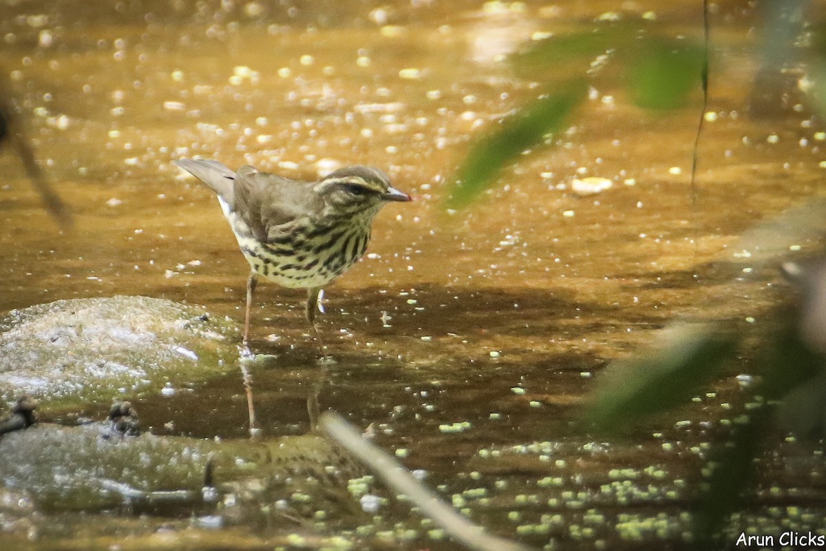 Northern Waterthrush - ML636769978