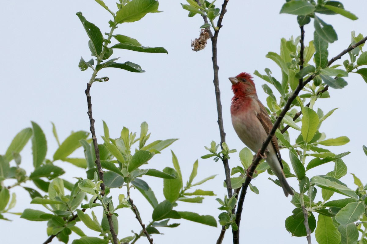 Common Rosefinch - ML636769999