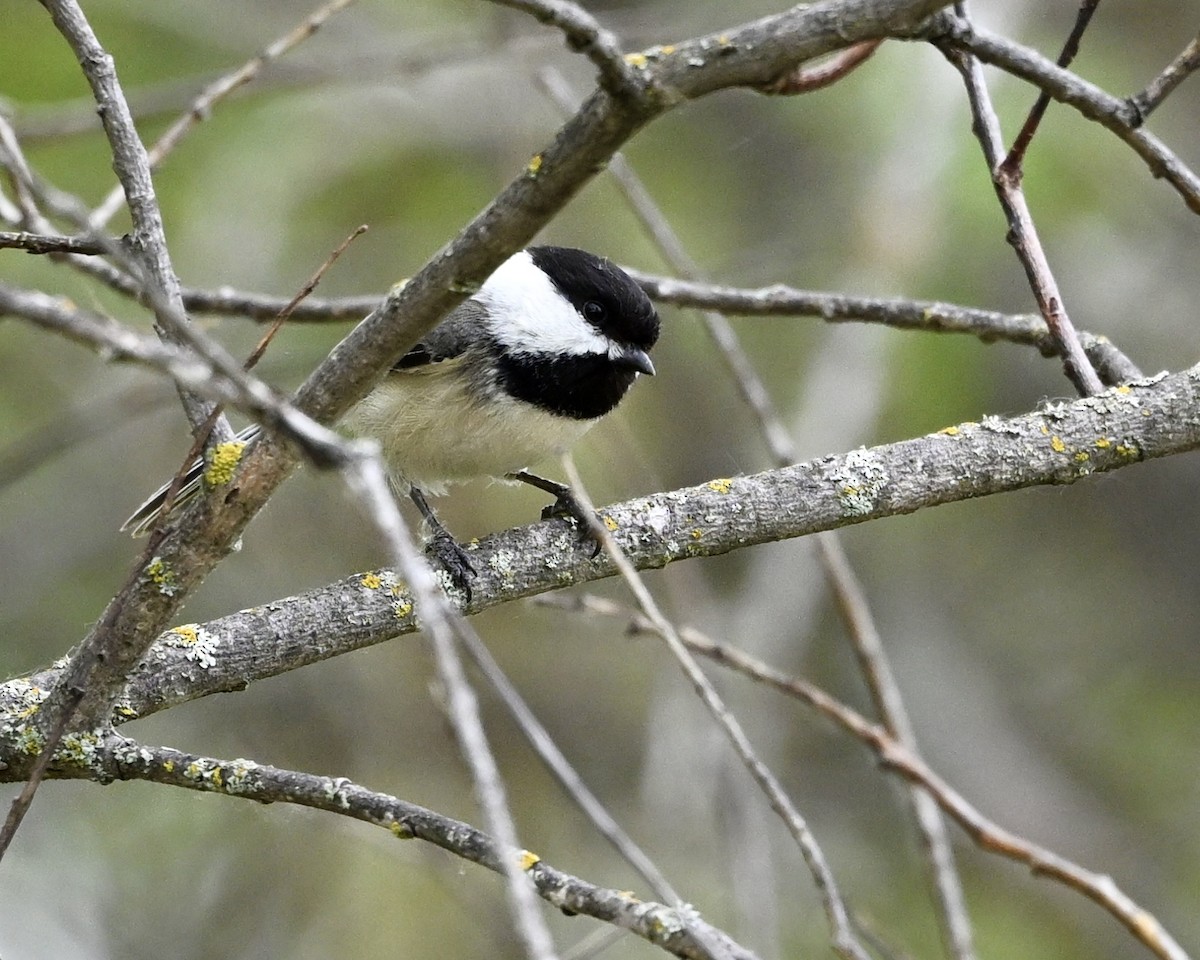 Black-capped Chickadee - ML636770017
