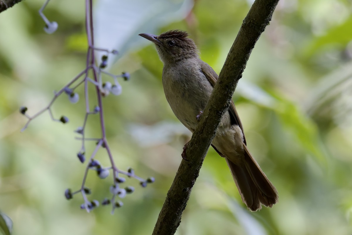 Olive Bulbul (Baker's) - ML636770111