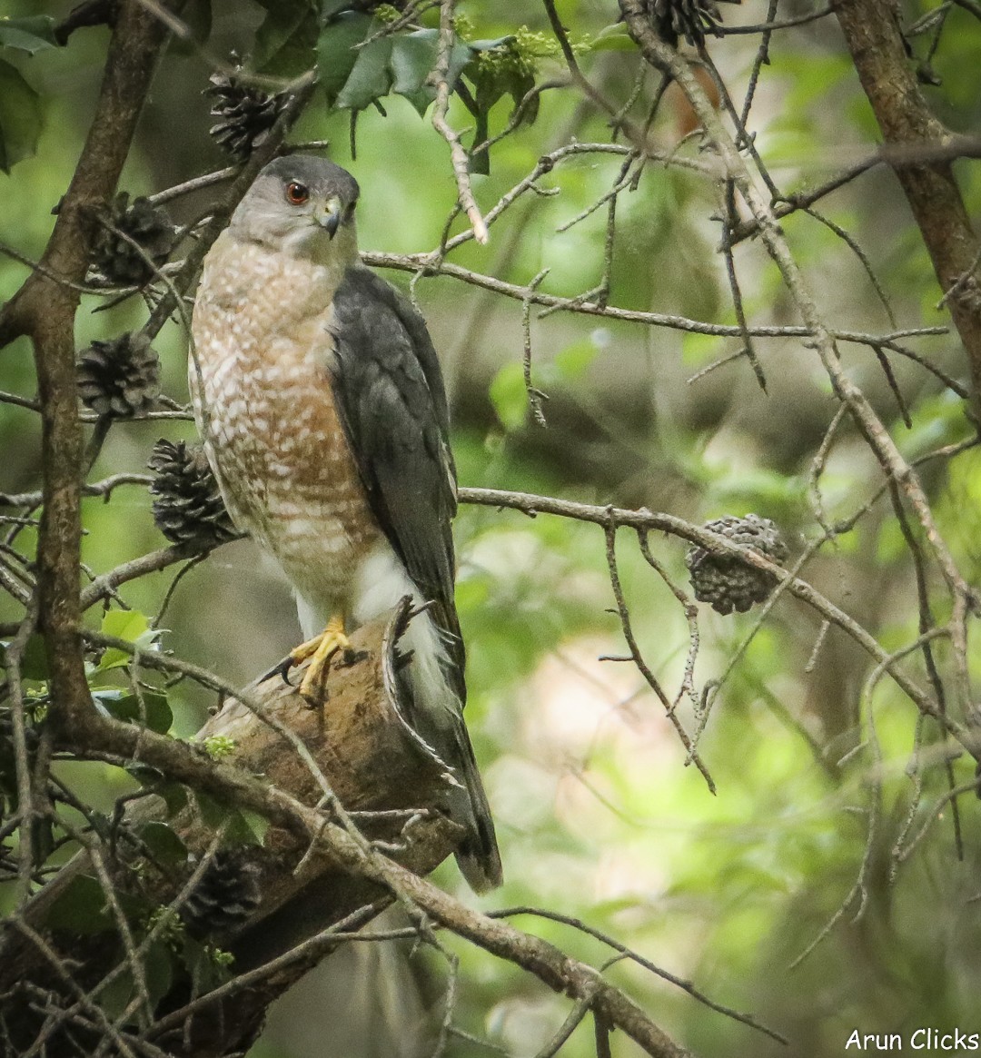 Cooper's Hawk - ML636770112