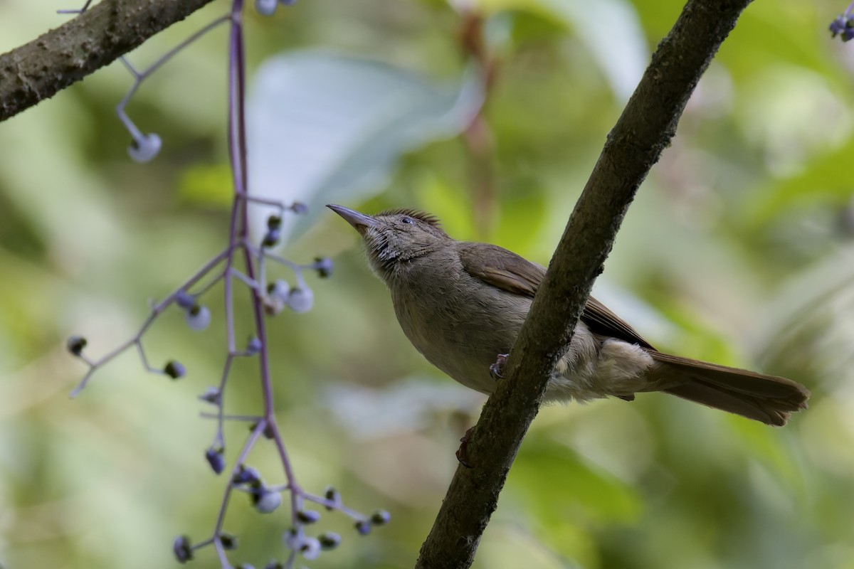 Olive Bulbul (Baker's) - ML636770114