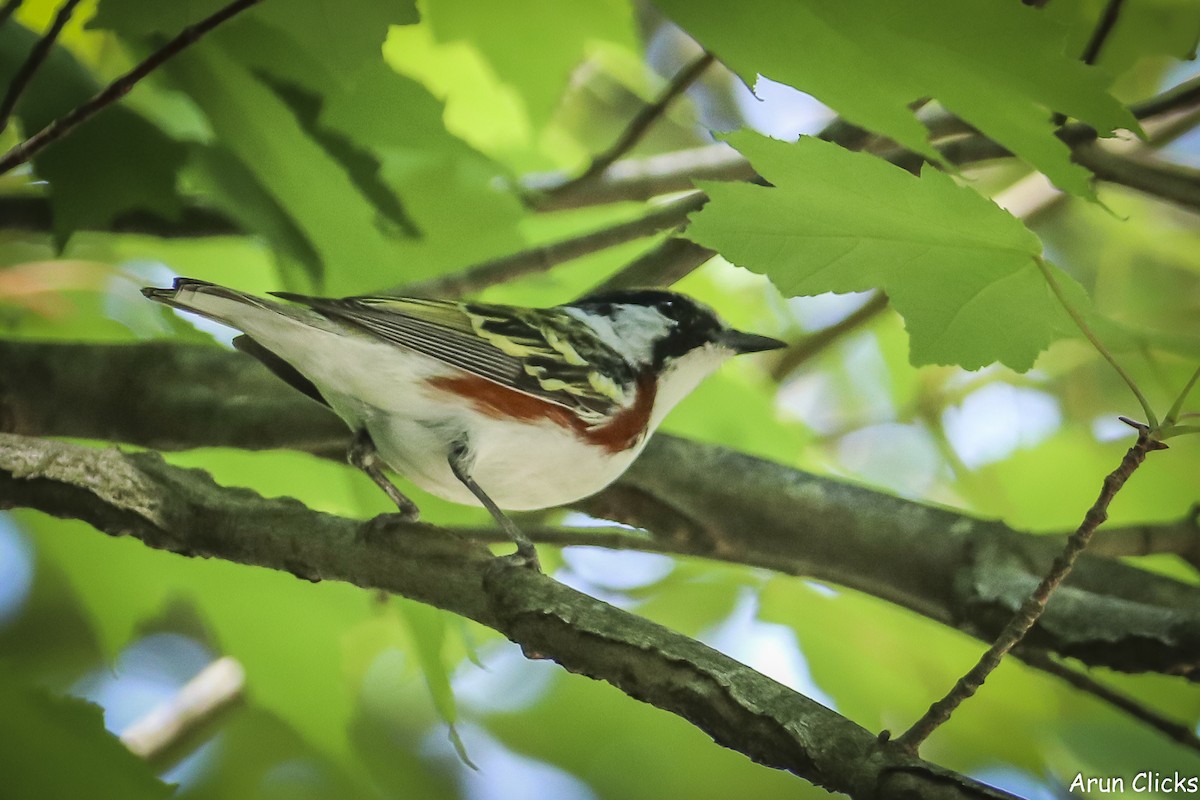 Chestnut-sided Warbler - ML636770136