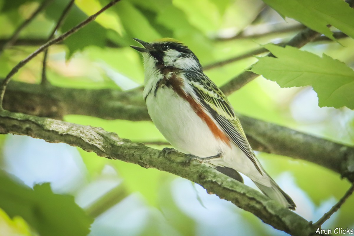 Chestnut-sided Warbler - ML636770137