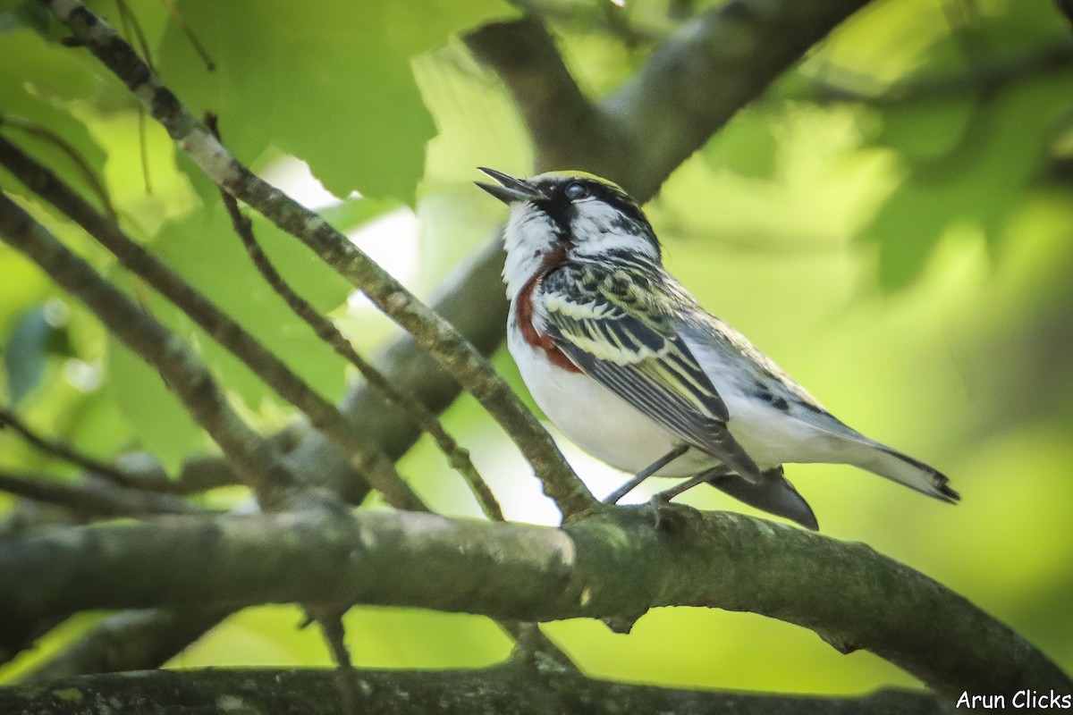 Chestnut-sided Warbler - ML636770138