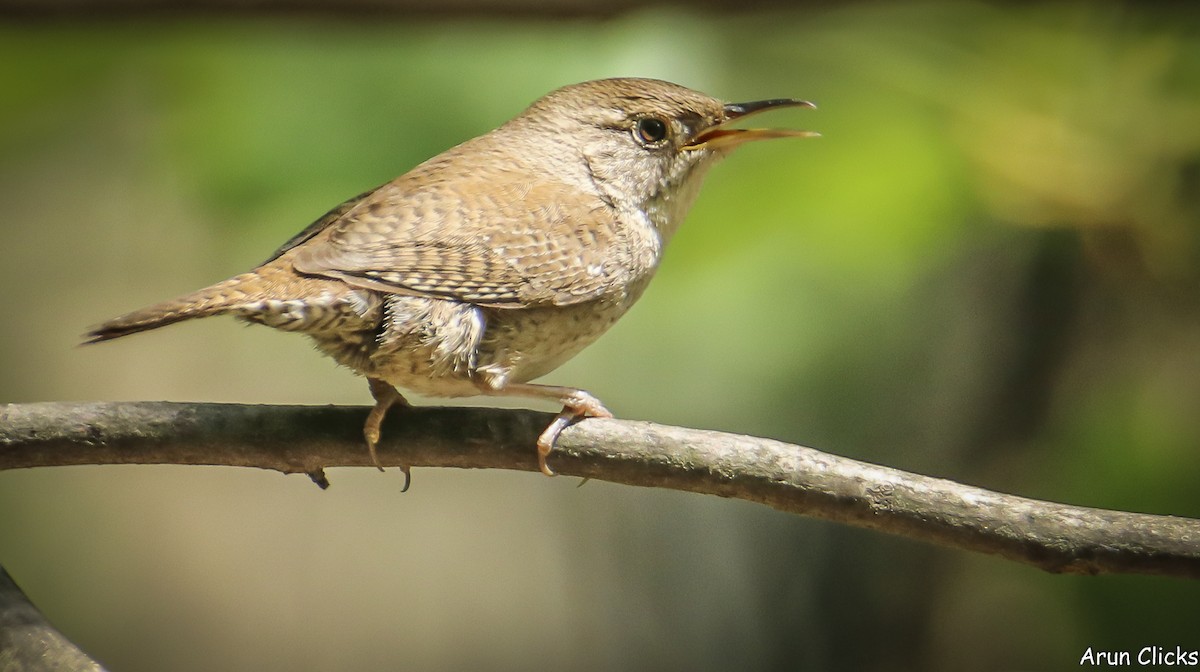 Northern House Wren - ML636770159