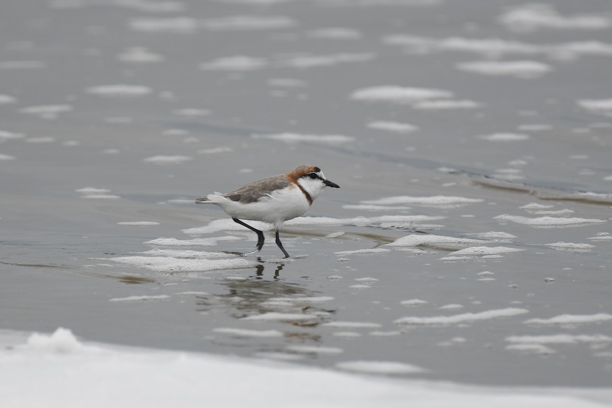 Chestnut-banded Plover - ML636770175