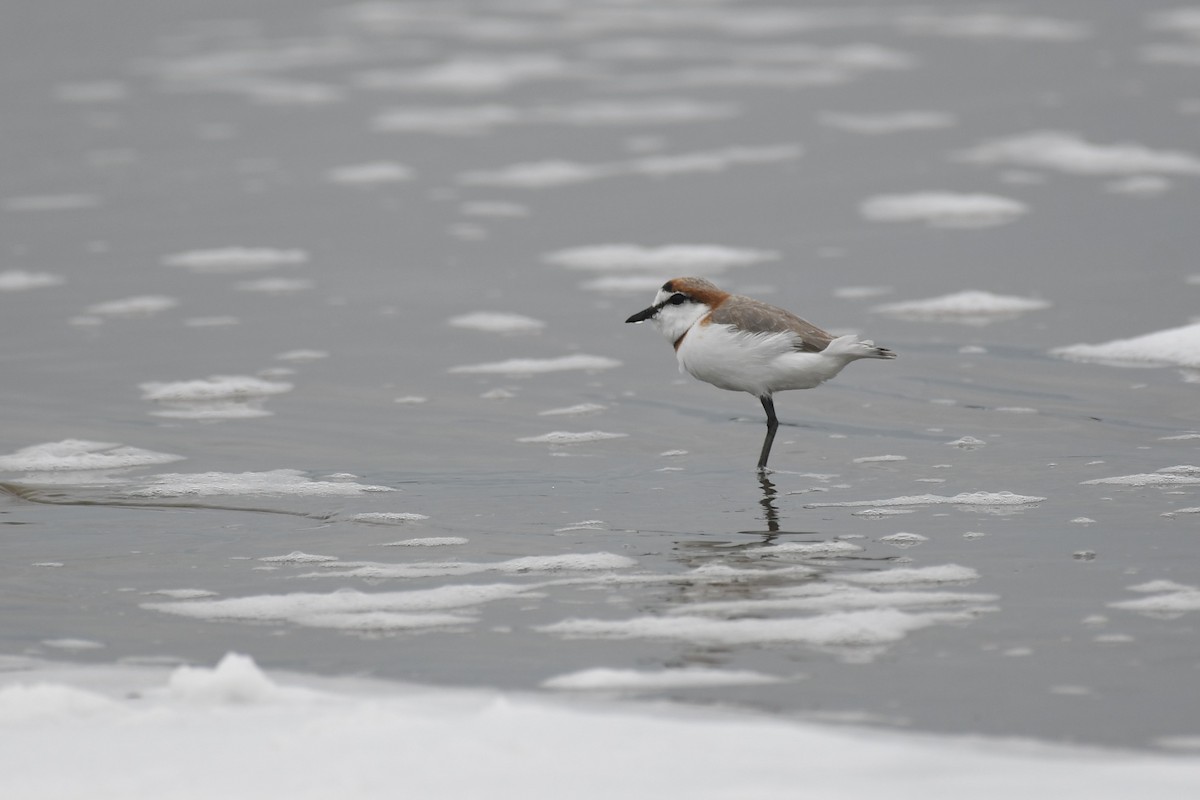 Chestnut-banded Plover - ML636770176