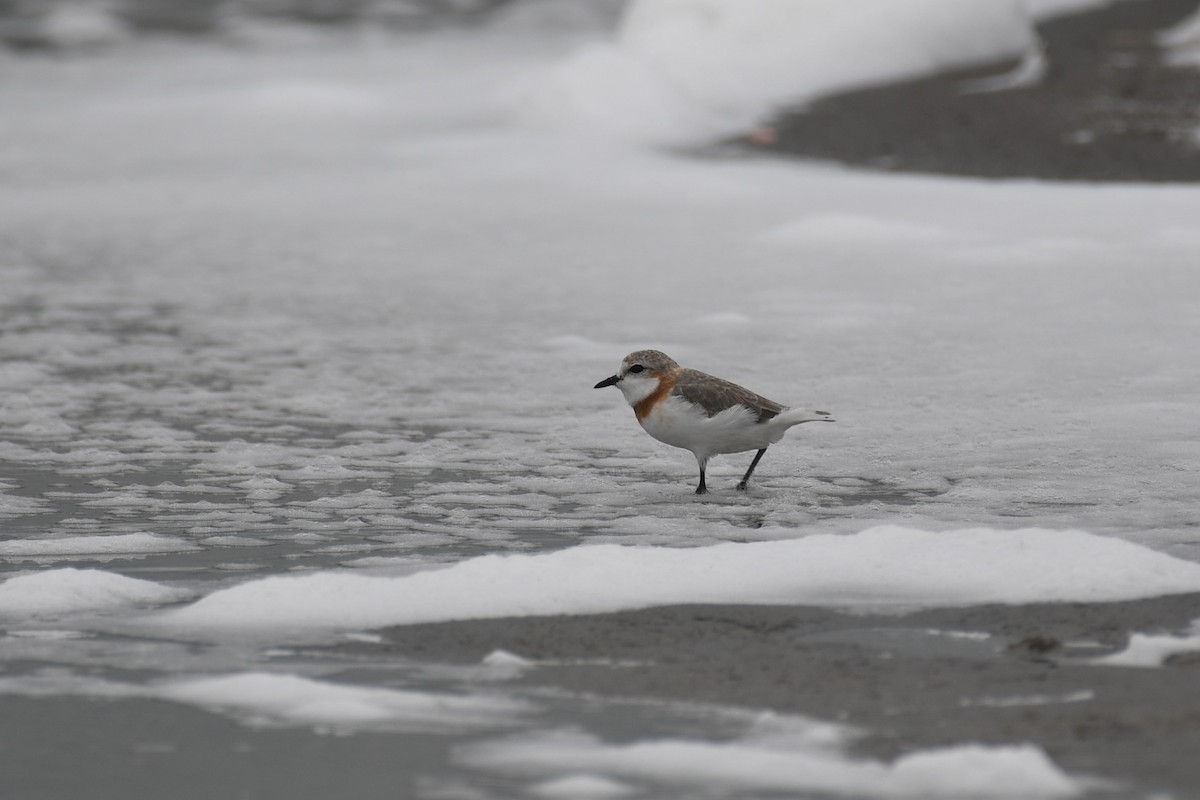 Chestnut-banded Plover - ML636770194