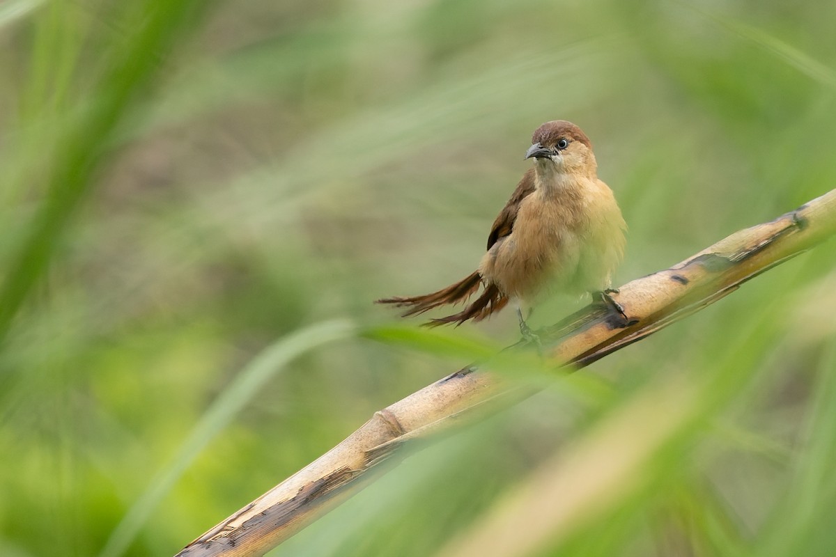 Slender-billed Babbler - ML636770196