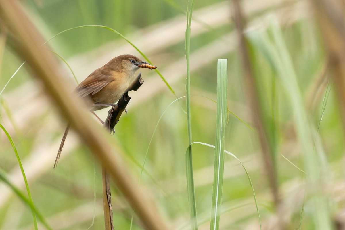 Slender-billed Babbler - ML636770197