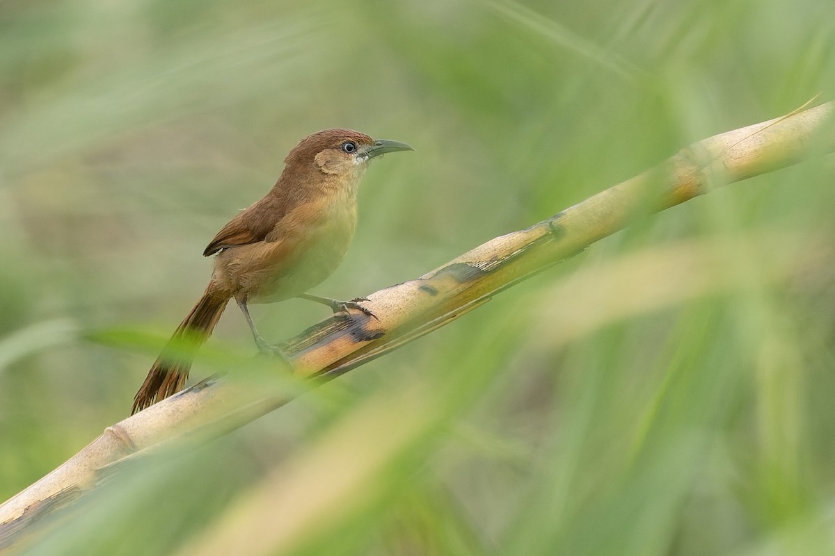 Slender-billed Babbler - ML636770198