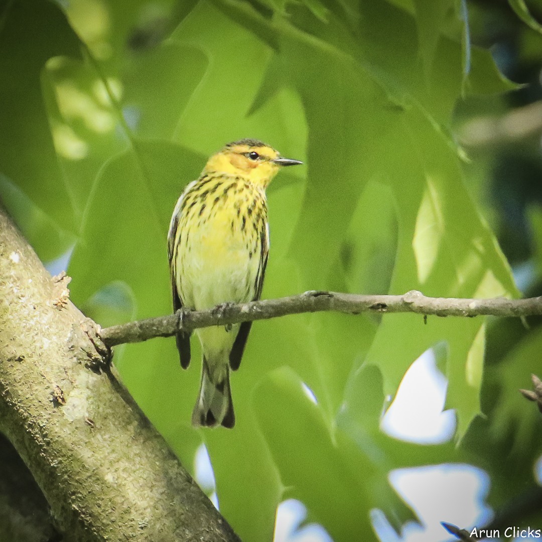 Cape May Warbler - ML636770207